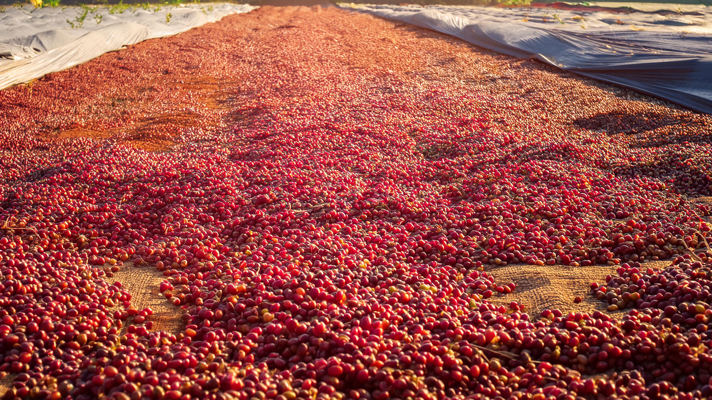 Ethiopia Dry Process Gerba Doku image 0
