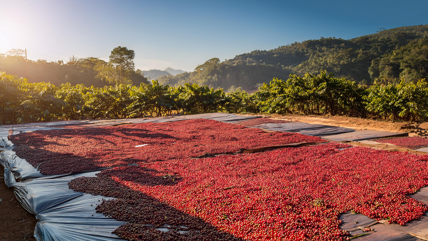 Ethiopia Guji Shakiso Gigesa Natural