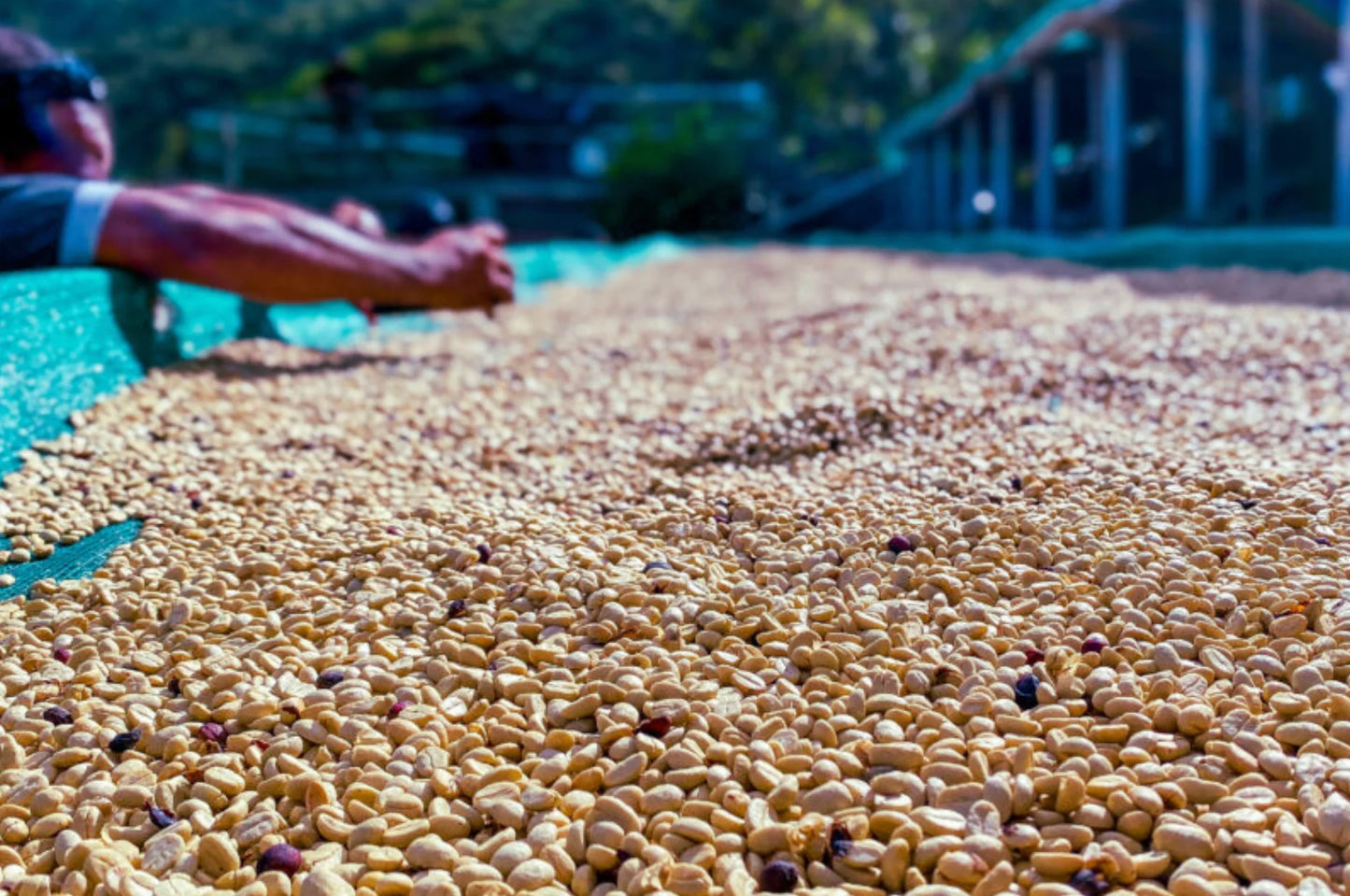 Decaf Peru Churupampa SWP