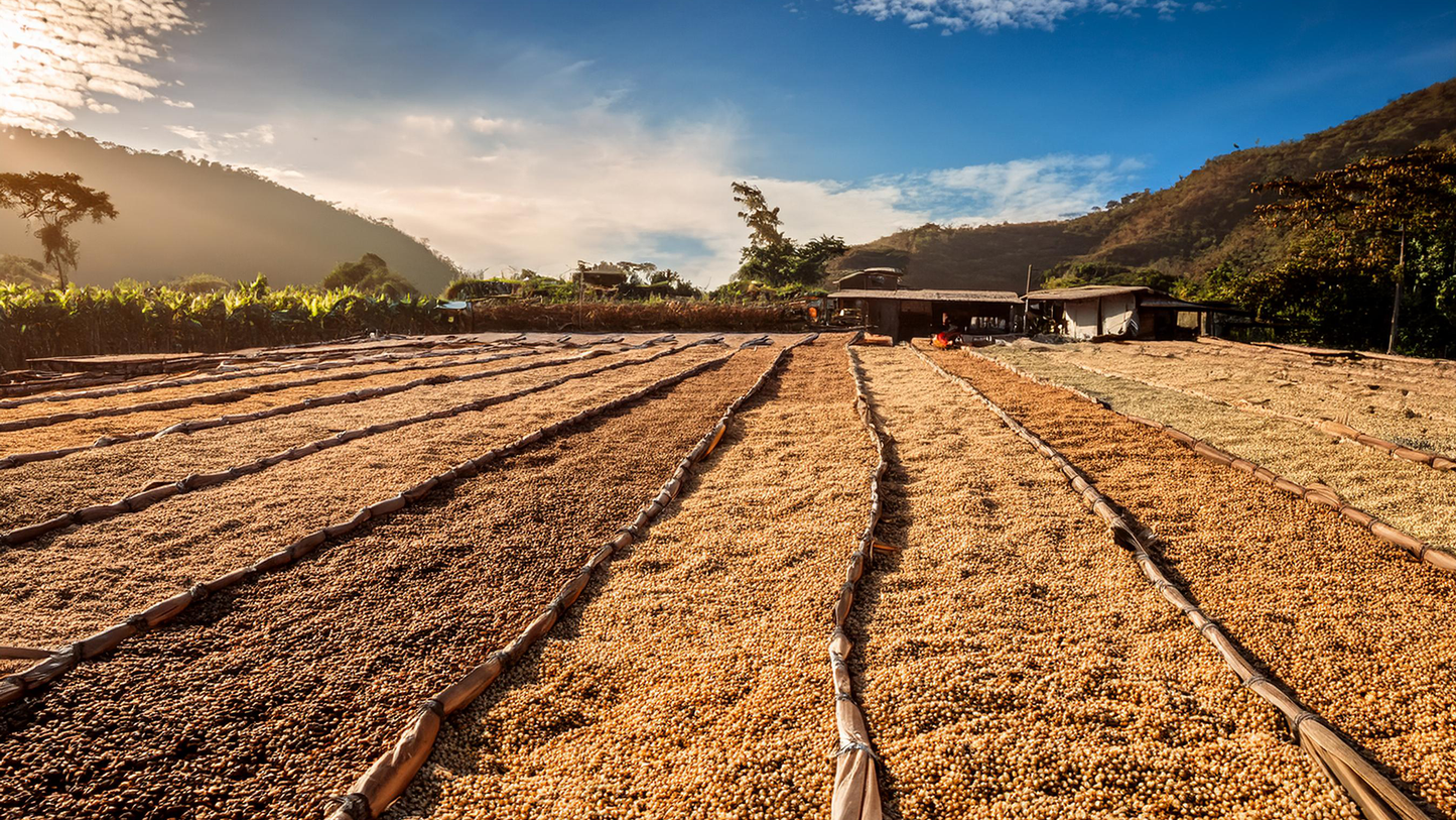 Peru Dry Process Alto Pirias