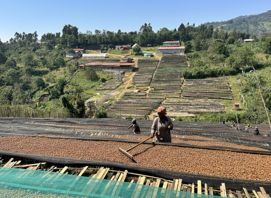 Ethiopia Shanta Golba Natural