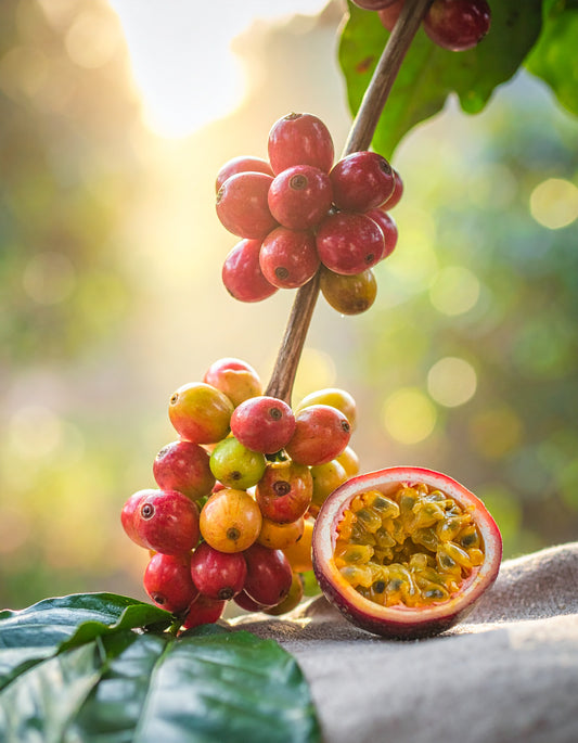 Colombia Quindío – Campo Hermoso • Passionfruit Co‑Fermented Honey