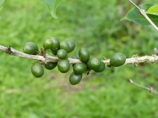 Costa Rica San Diego Natural SHB/EP 2024